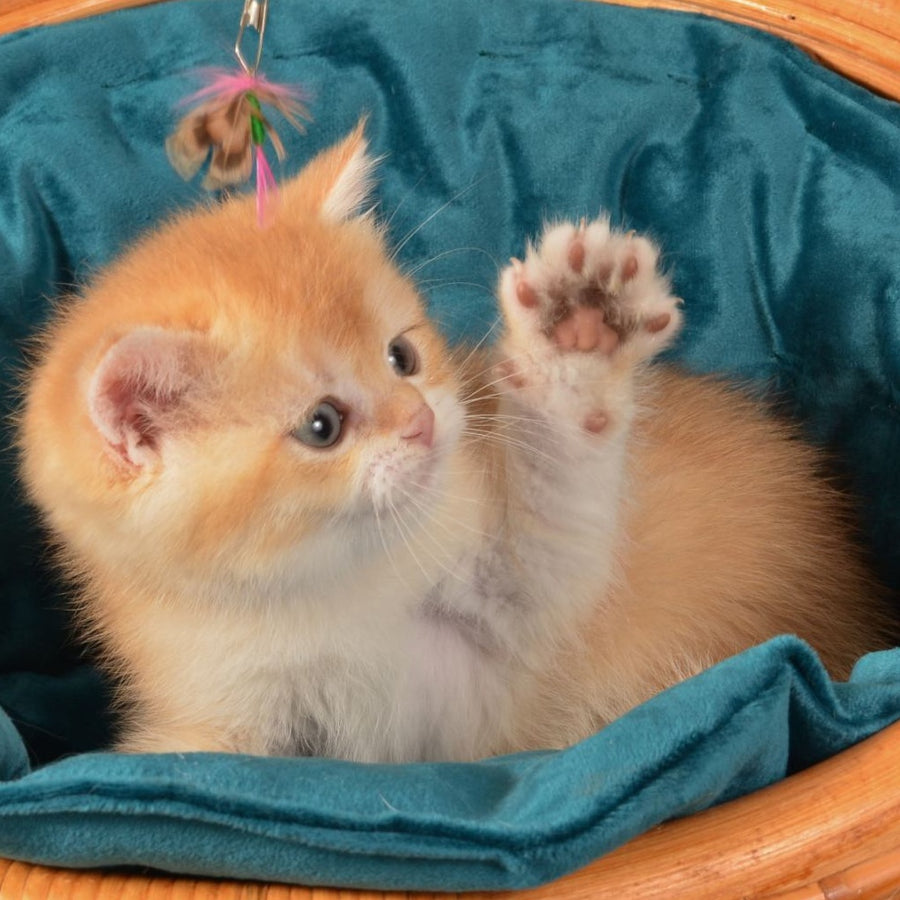 Pashtet British Shorthair male, cinnamon golden chinchilla