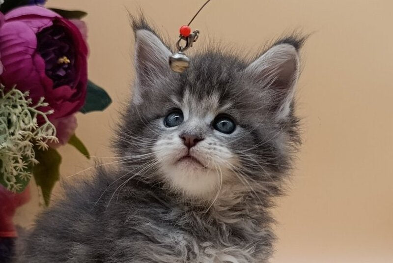 Damond Maine Coon male, blue silver tabby
