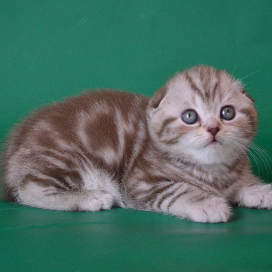 Prima Scottish Fold female, chocolate silver tabby