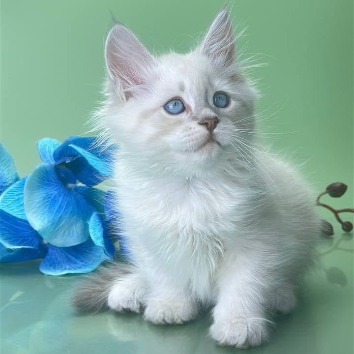 Xavier Siberian male, blue tabby pointed