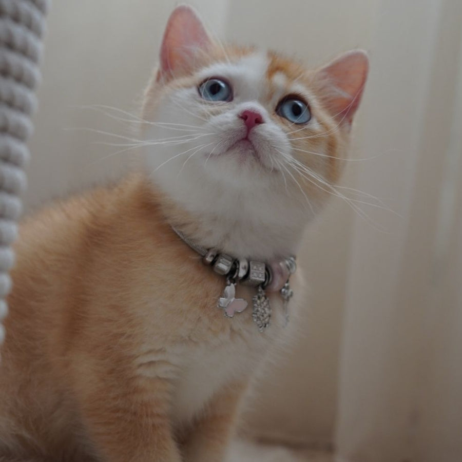 Veronica British Shorthair female, chocolate tortie golden chinchilla with white