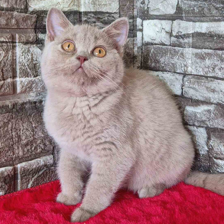 Deizy British Shorthair female, lilac