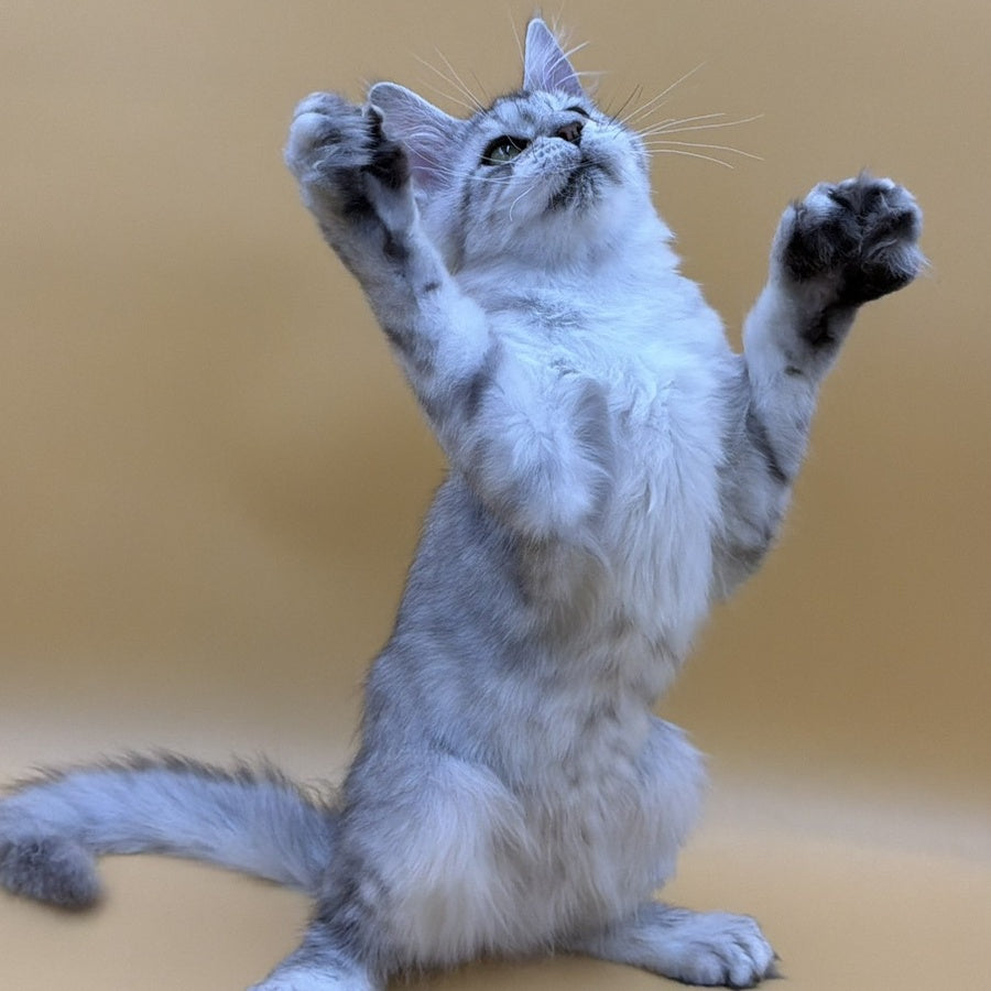 Michelina Maine Coon polydactyl 6x6x6x6 female, black silver spotted tabby
