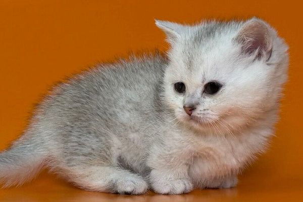 Zur Munchkin male black silver shaded - live animals