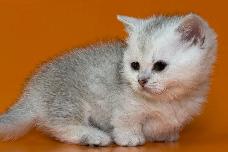 Zur Munchkin male black silver shaded - live animals