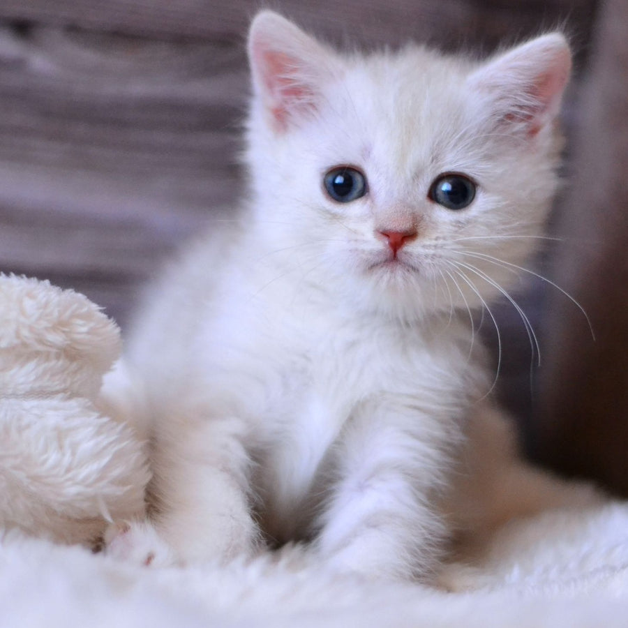 Hugo British Shorthair male, blue silver tabby