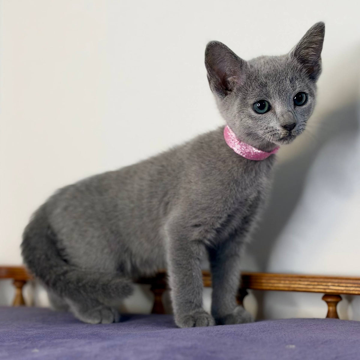 Nargiz Russian Blue female, blue