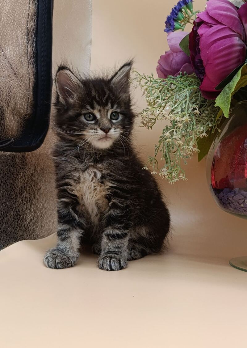 Dimitri Maine Coon male, black silver tabby