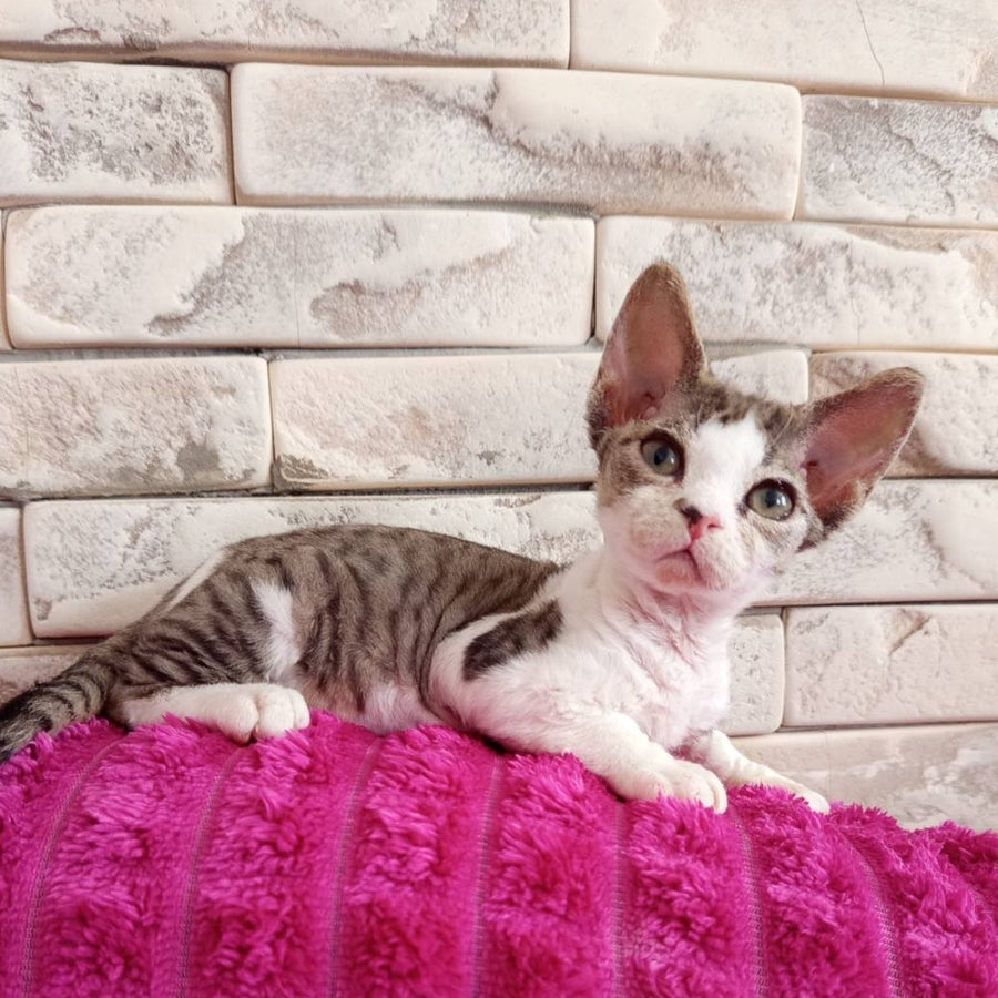 Luna Devon Rex female, black bicolour tabby