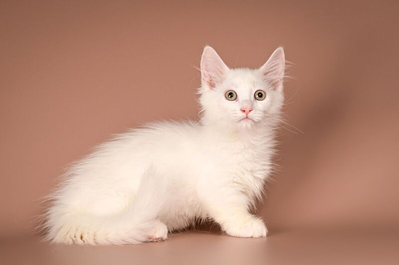Anetta Munchkin female, white
