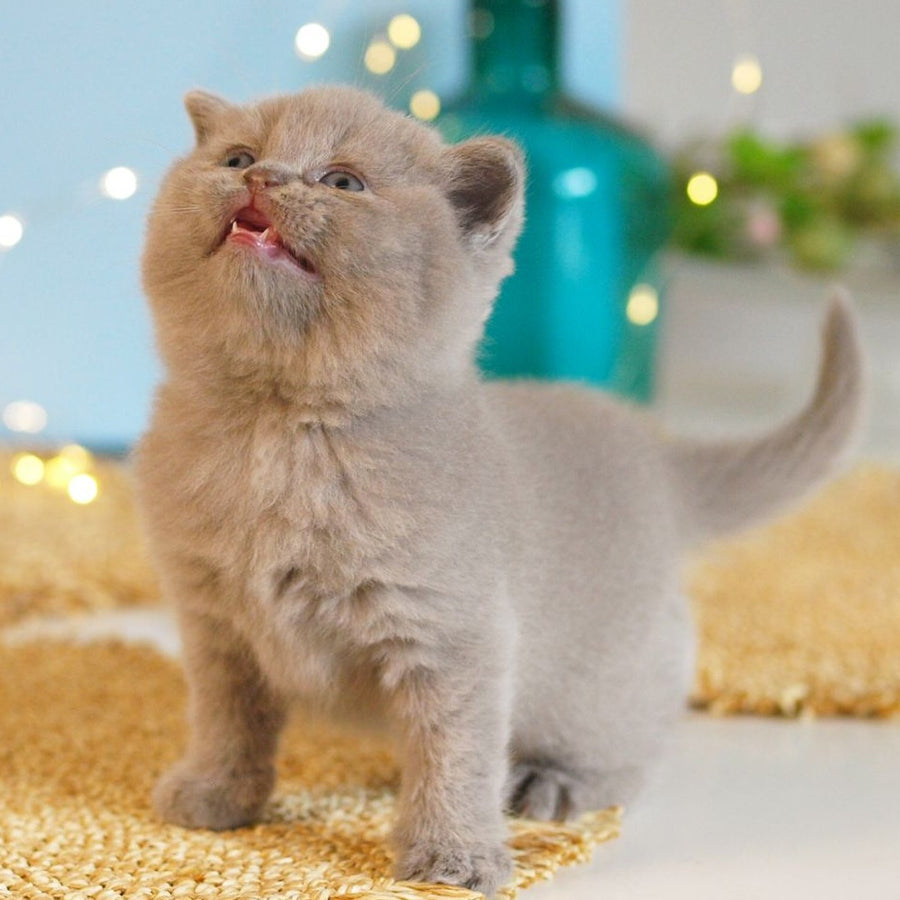 Perl British Shorthair female, lilac