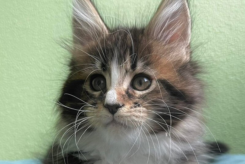 Joelle Maine Coon female, black bicolour tabby