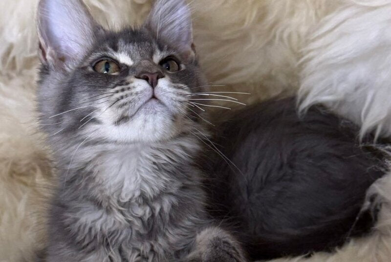 Quest Maine Coon male, blue ticked tabby