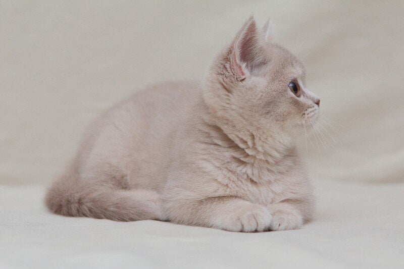 Nastyasha British Shorthair female, lilac ticked tabby