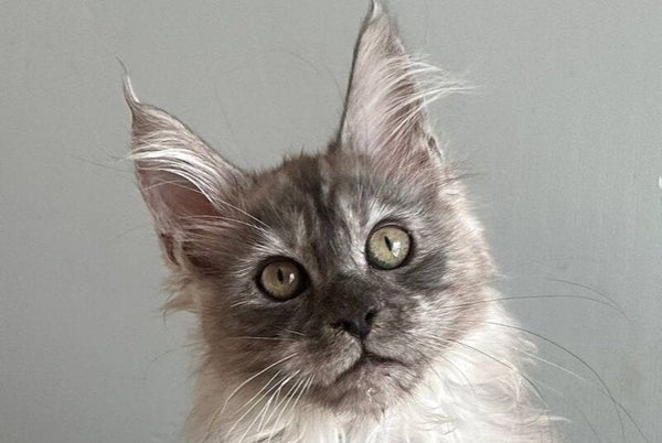 Nemo Maine Coon male black silver - live animals
