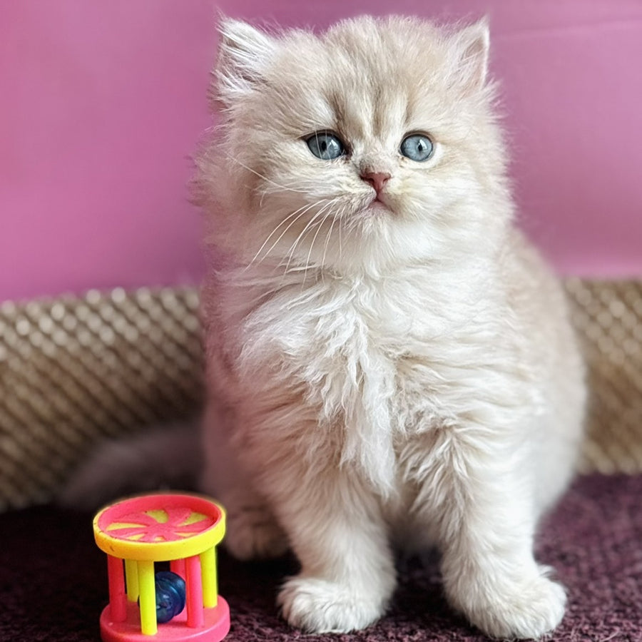 Shanti British Longhair female, lilac golden shaded