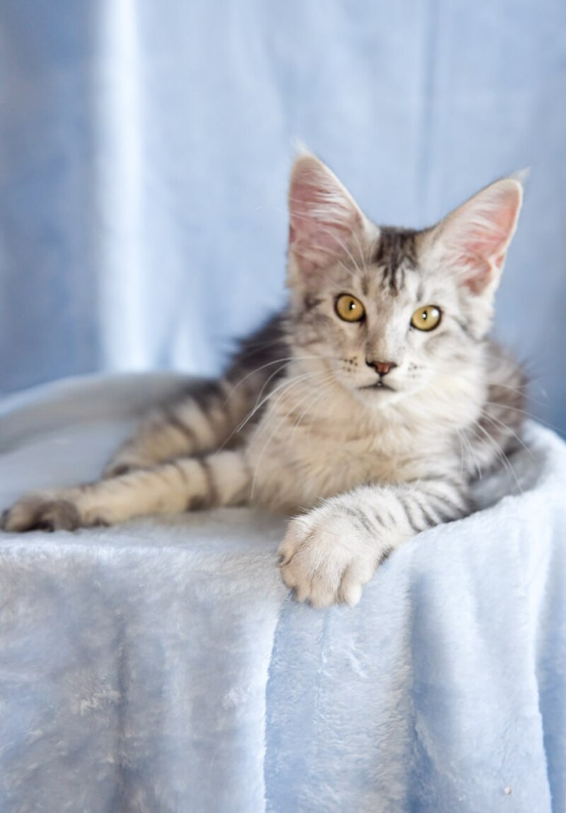Ulina Maine Coon female, black silver tabby