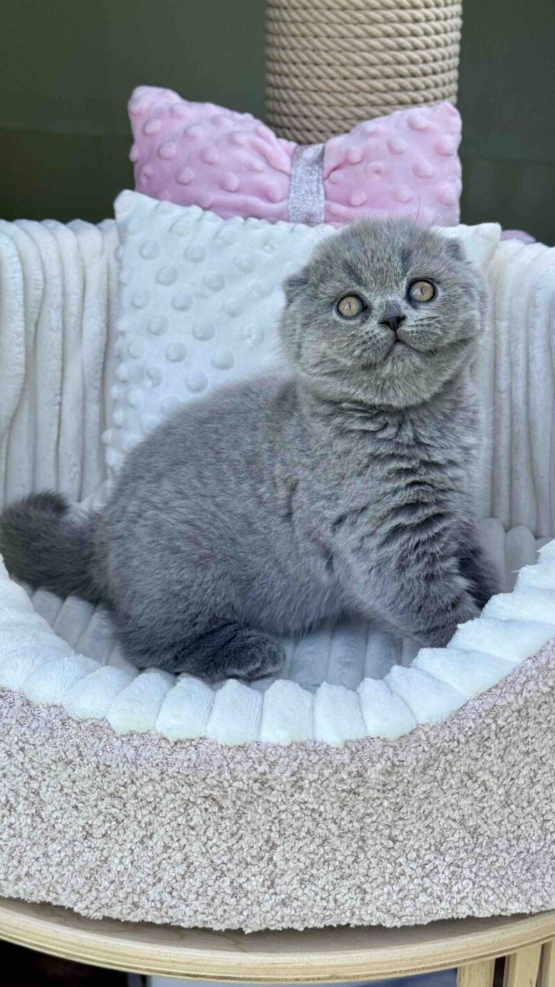 Tokyo Scottish Fold male, blue
