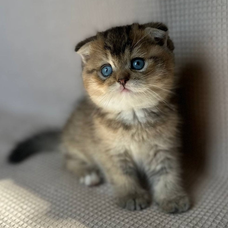 Martin Scottish Fold male, black golden ticked tabby with white