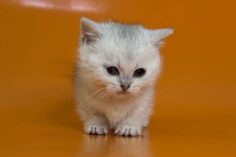 Zur Munchkin male black silver shaded - live animals