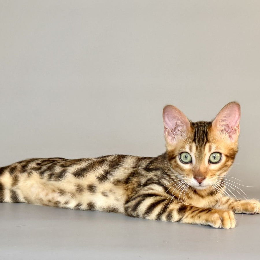 Xirelle Bengal female, black golden spotted tabby