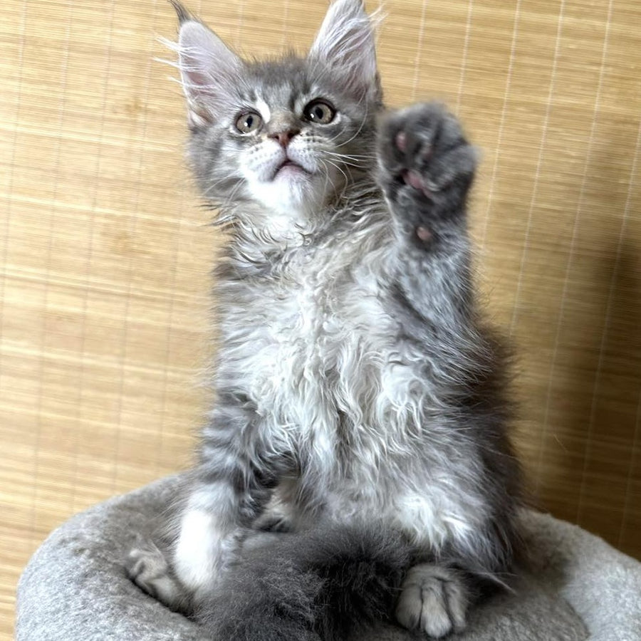 Mone Maine Coon male, blue silver ticked tabby