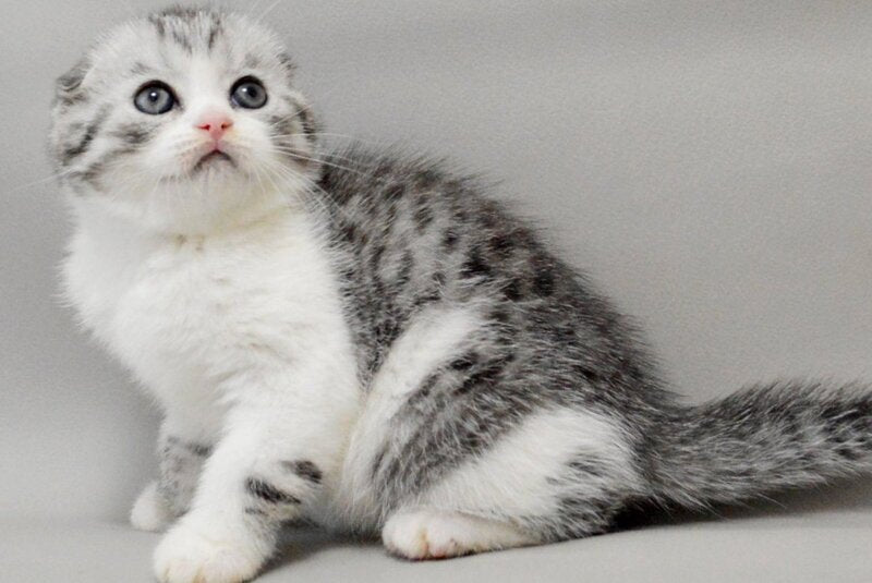Vatson Scottish Fold male, black silver spotted tabby bicolour