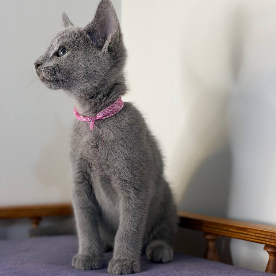 Nargiz Russian Blue female, blue