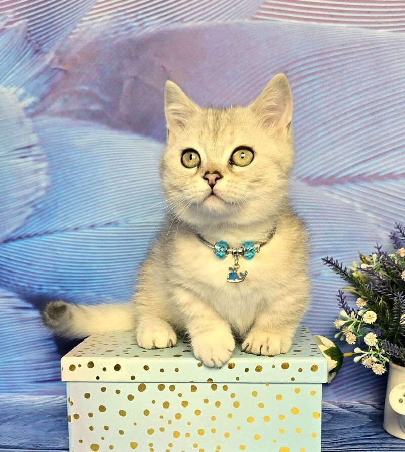 Luna Munchkin female black silver spotted tabby - live animals