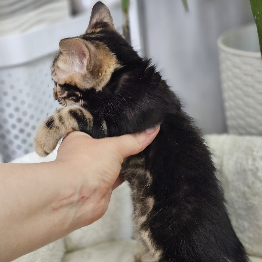Toblerone Bengal male, black tabby