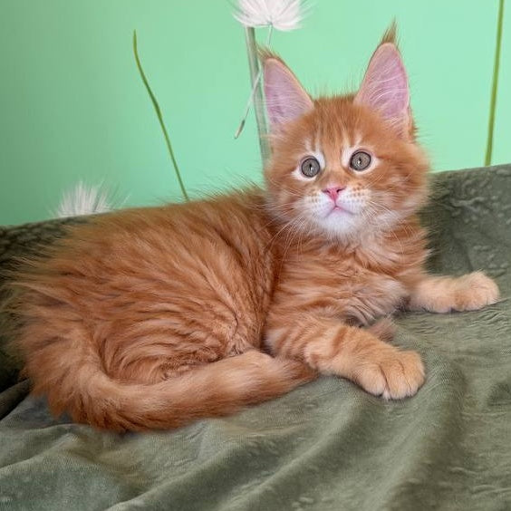 Alex Maine Coon male, red tabby