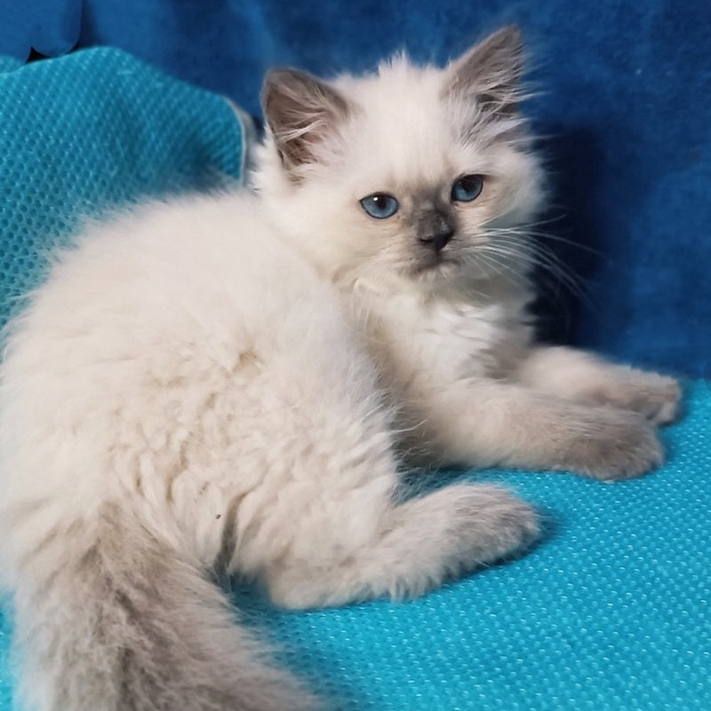 Dona Siberian female, blue pointed