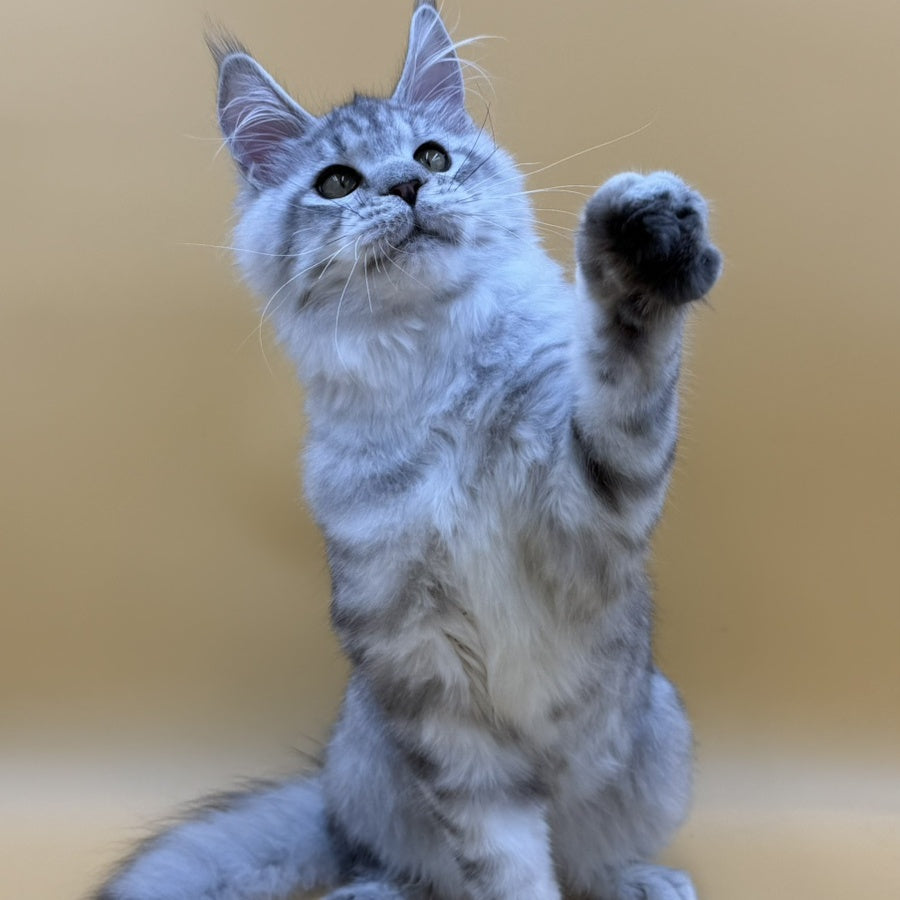 Marcel Maine Coon male, black silver spotted tabby