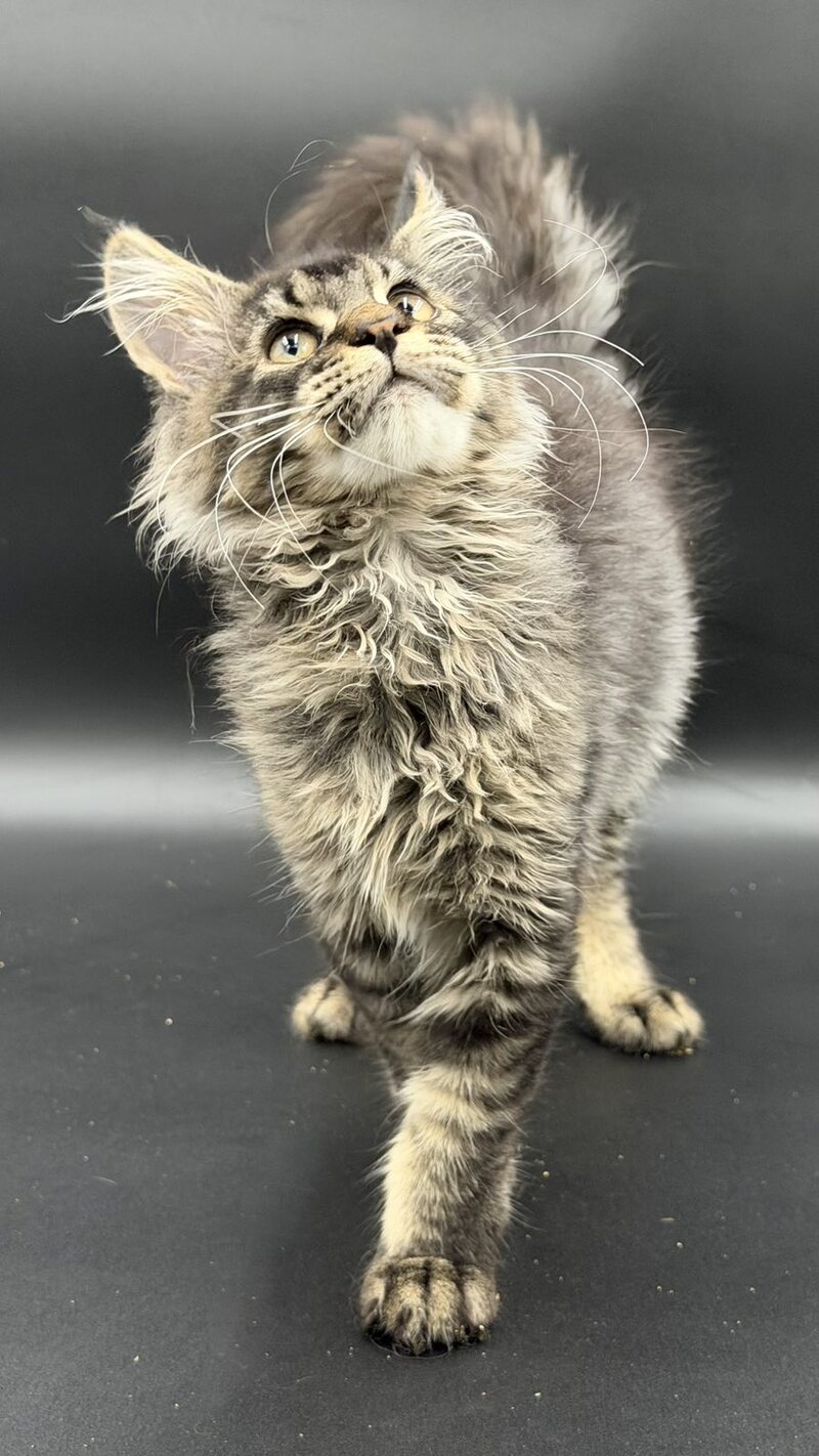 Wella Maine Coon female, black ticked tabby