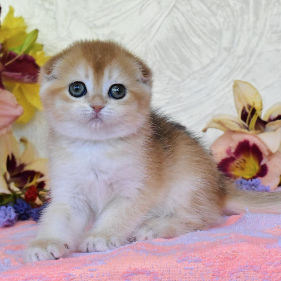 Eva Scottish Fold female, black golden chinchilla