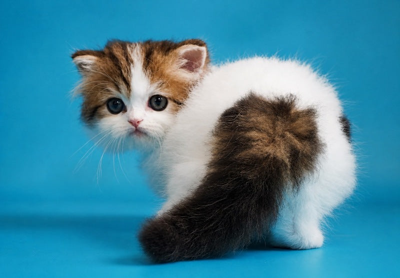 Vesnushka Scottish Straight female black tabby van - live animals
