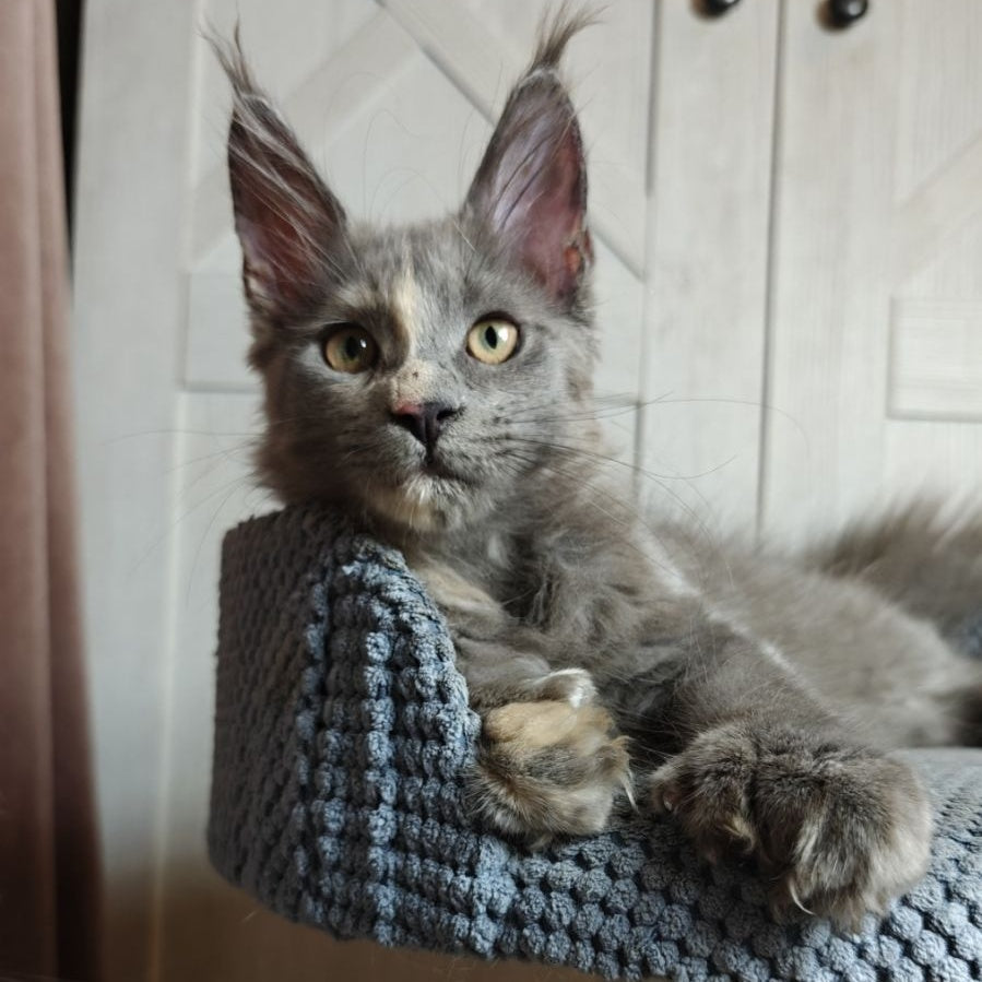 Buttercup Maine Coon polydactyl 5x6x6x6 female, blue tortie