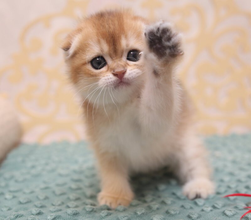 Greta Scottish Fold female black golden shaded - live animals