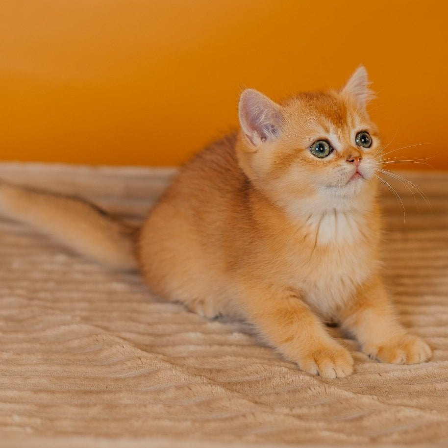 Ferrero Scottish Straight male, black golden chinchilla