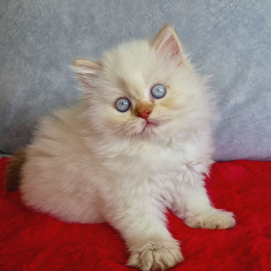 Diana British Longhair female, chocolate golden shaded pointed