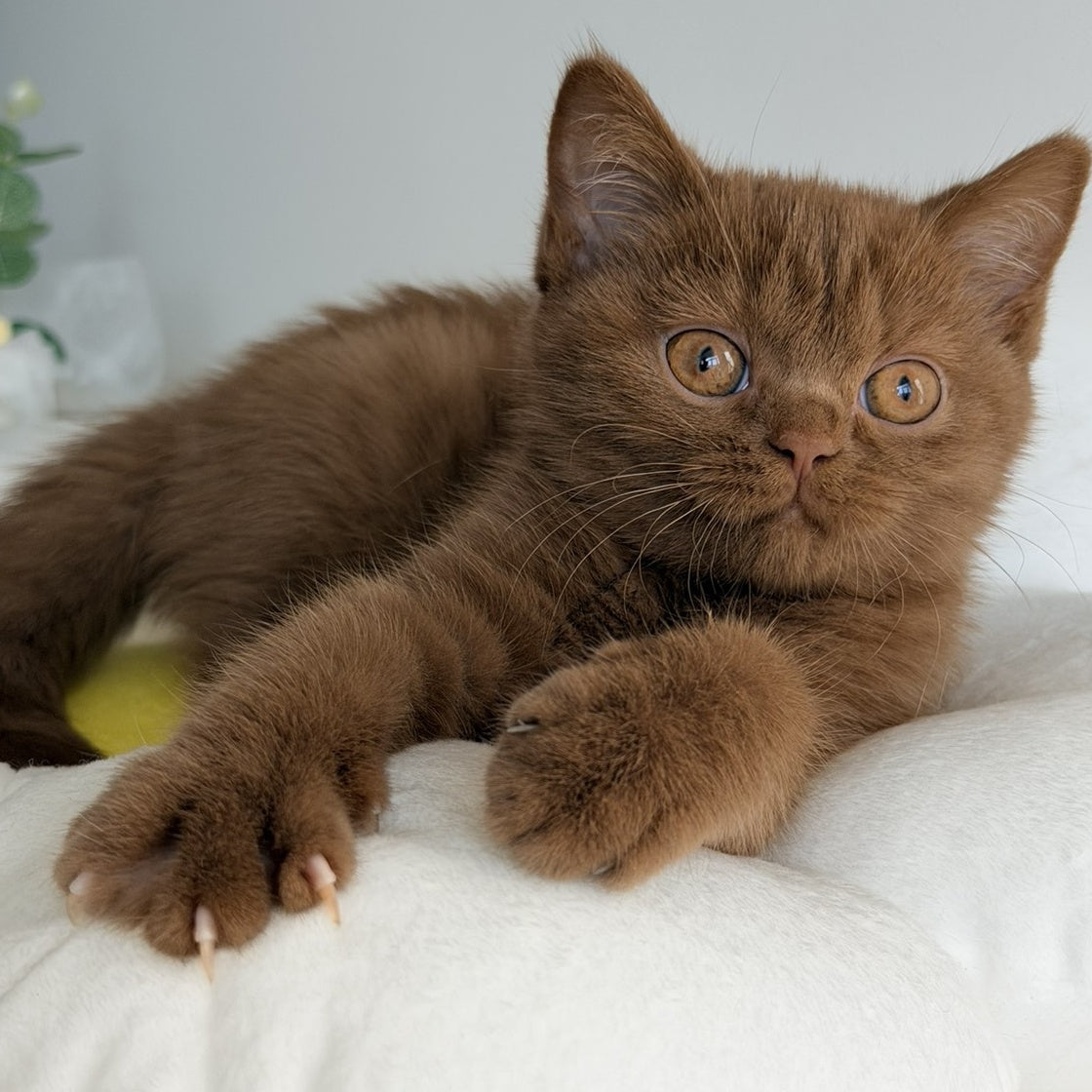 Sophie British Shorthair female, cinnamon