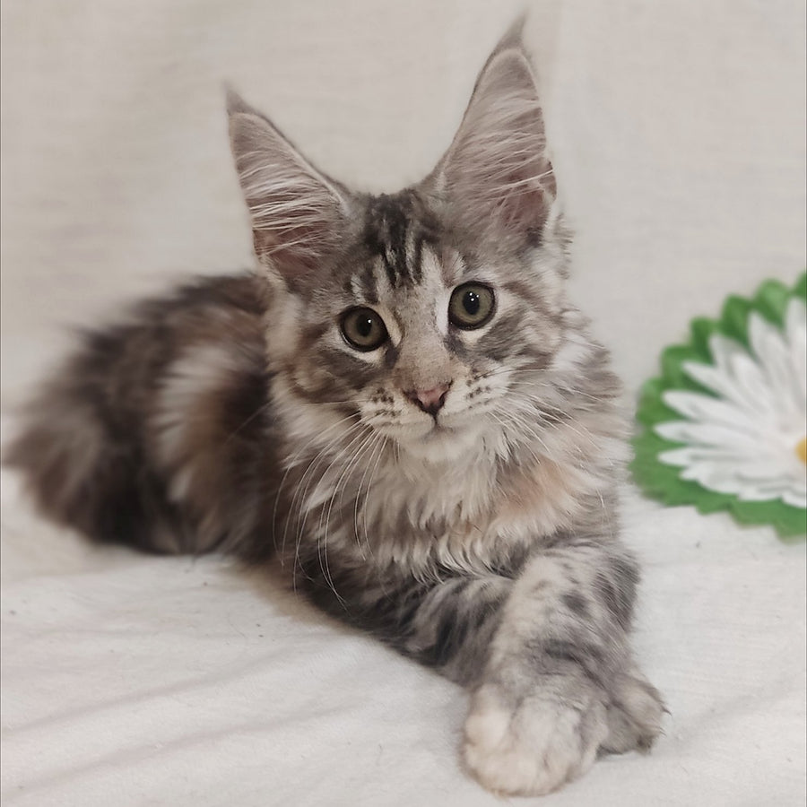 Karamelka Maine Coon female, black tortie silver