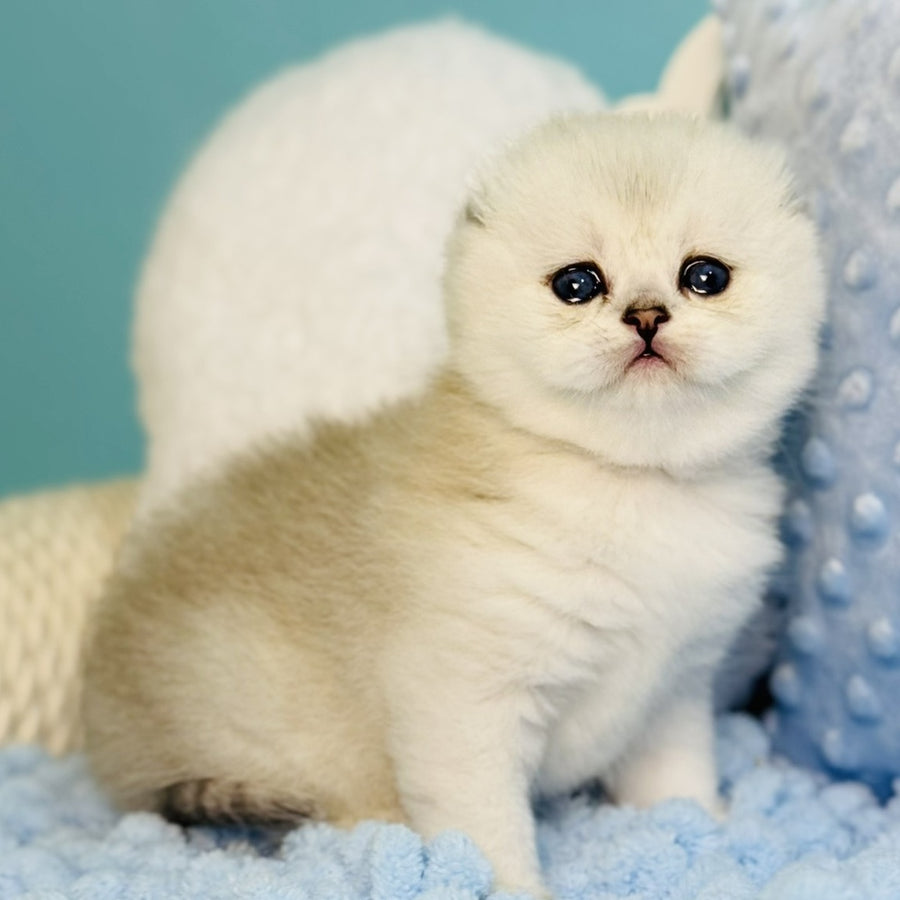 Fluffy Scottish Fold female, black silver shaded