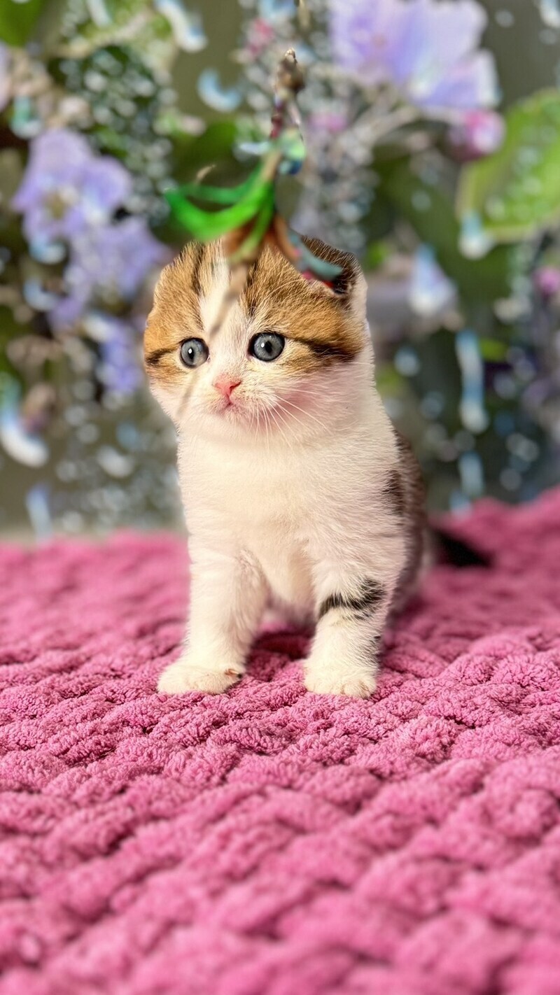 Fiona Scottish Fold female black tabby bicolour - live animals