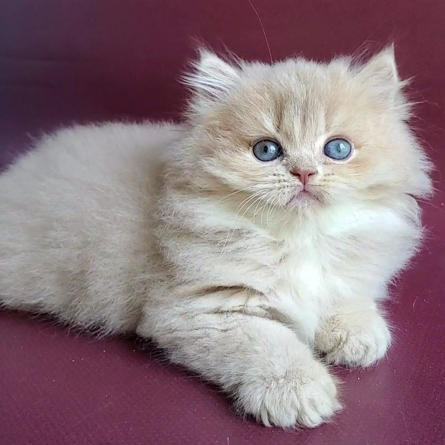 Archi British Longhair male, lilac golden shaded