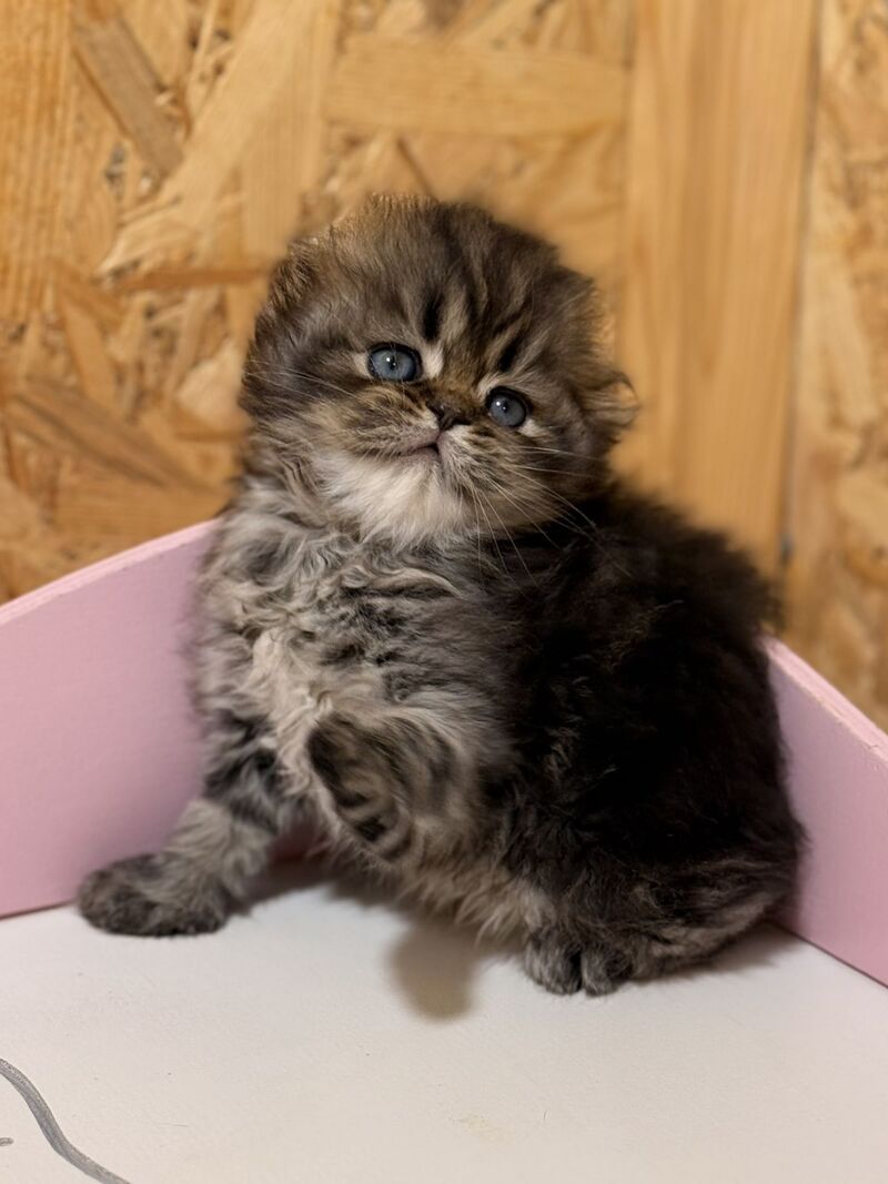 Fekla Scottish Fold female, black tabby