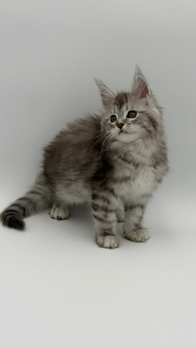 Mantra Maine Coon female, black silver spotted tabby