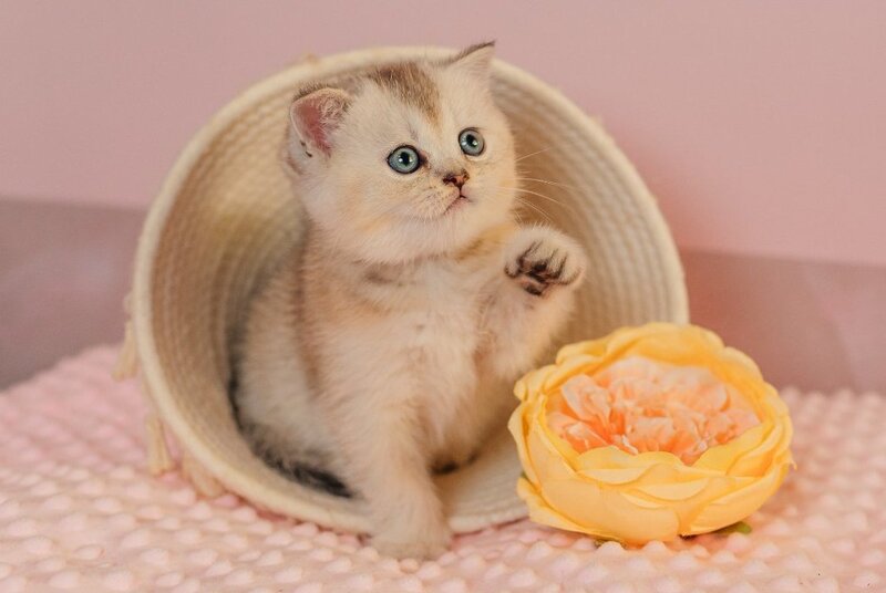 Vikki Scottish Fold female, black silver ticked tabby