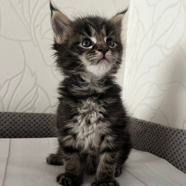 Iris Maine Coon female, black tabby