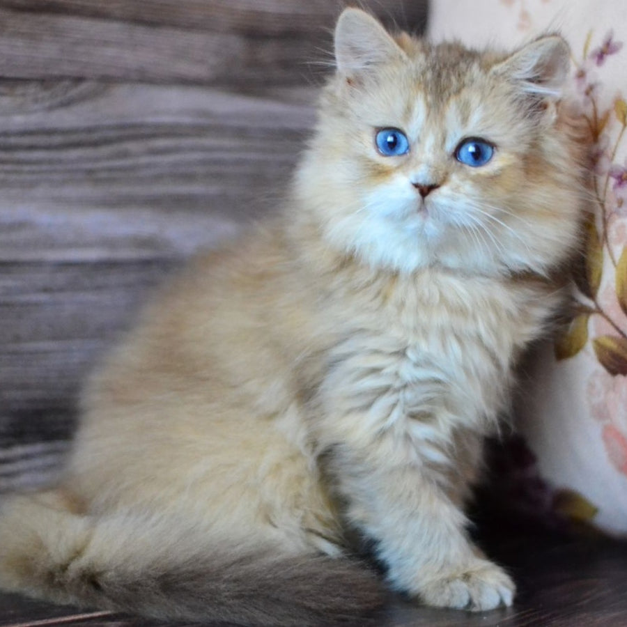 Hloya British Longhair female, chocolate golden ticked tabby bicolour